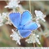 polyom bellargus imago6 kher